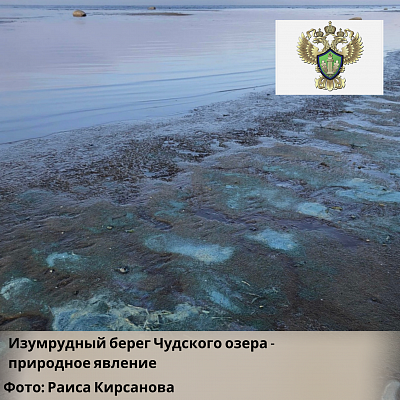 Изумрудный цвет берега Чудского озера - результат скопления остатков водорослей на мелководье 